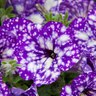 Petunia Night Sky