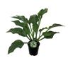 Hosta Krossa Regal