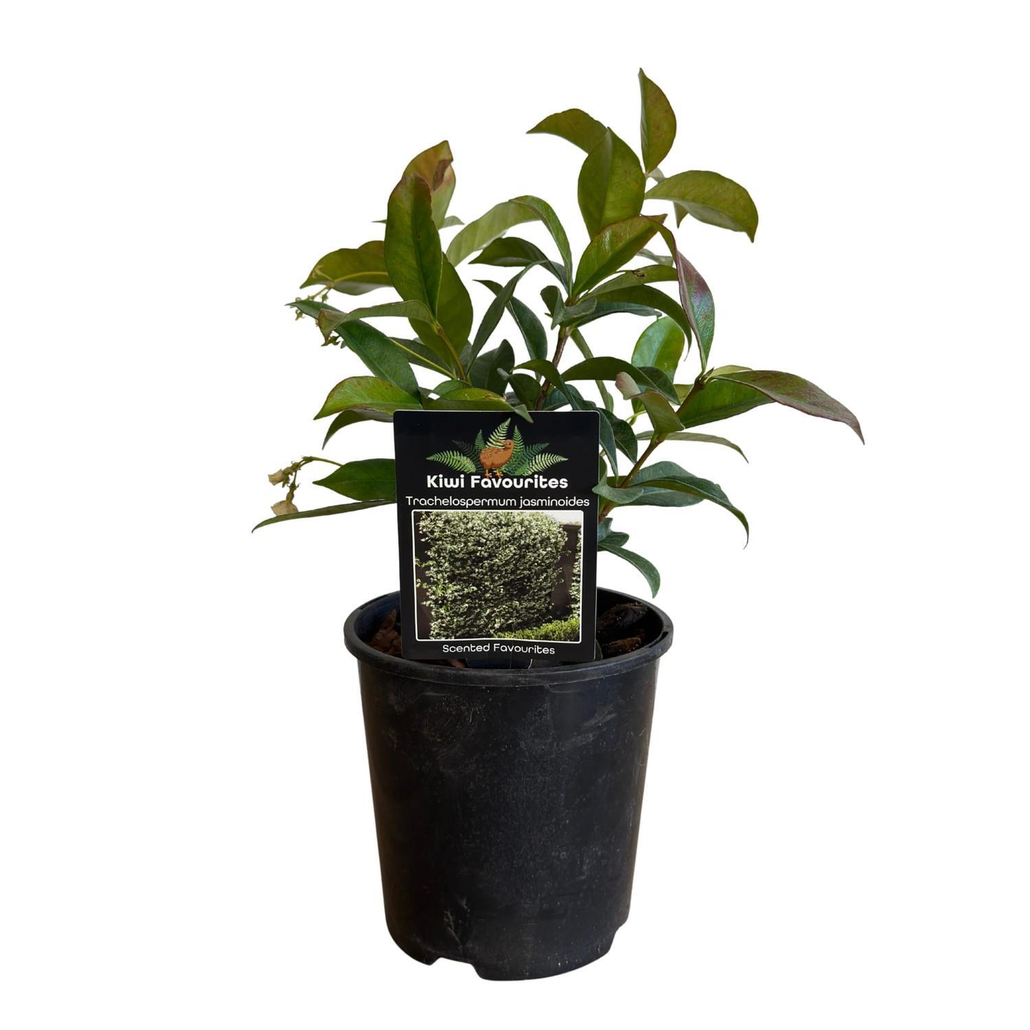 Trachelospernum Jasminoides  15cm