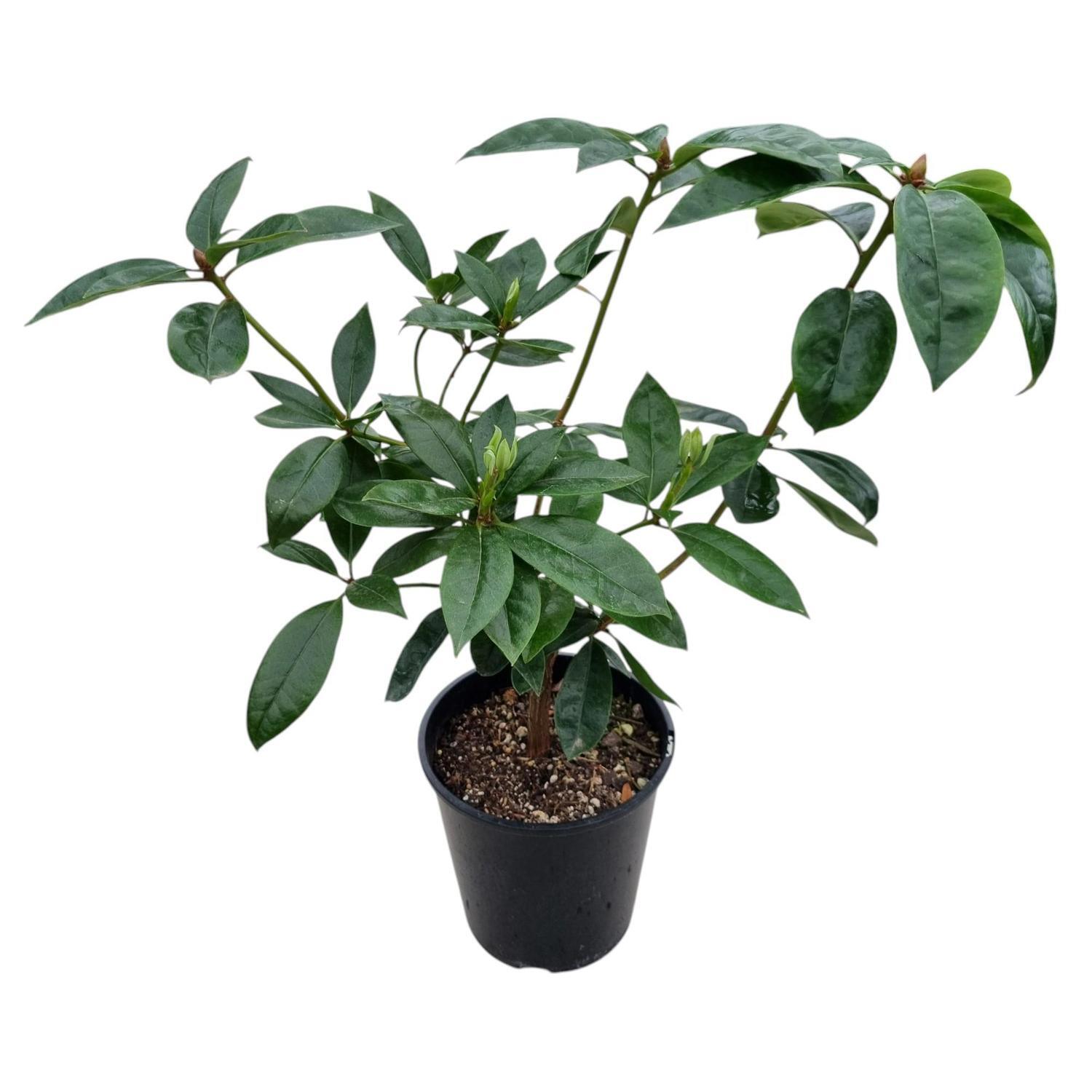 Vireya Scented Sun 3.3L