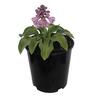 Hosta Blue Mouse Ears
