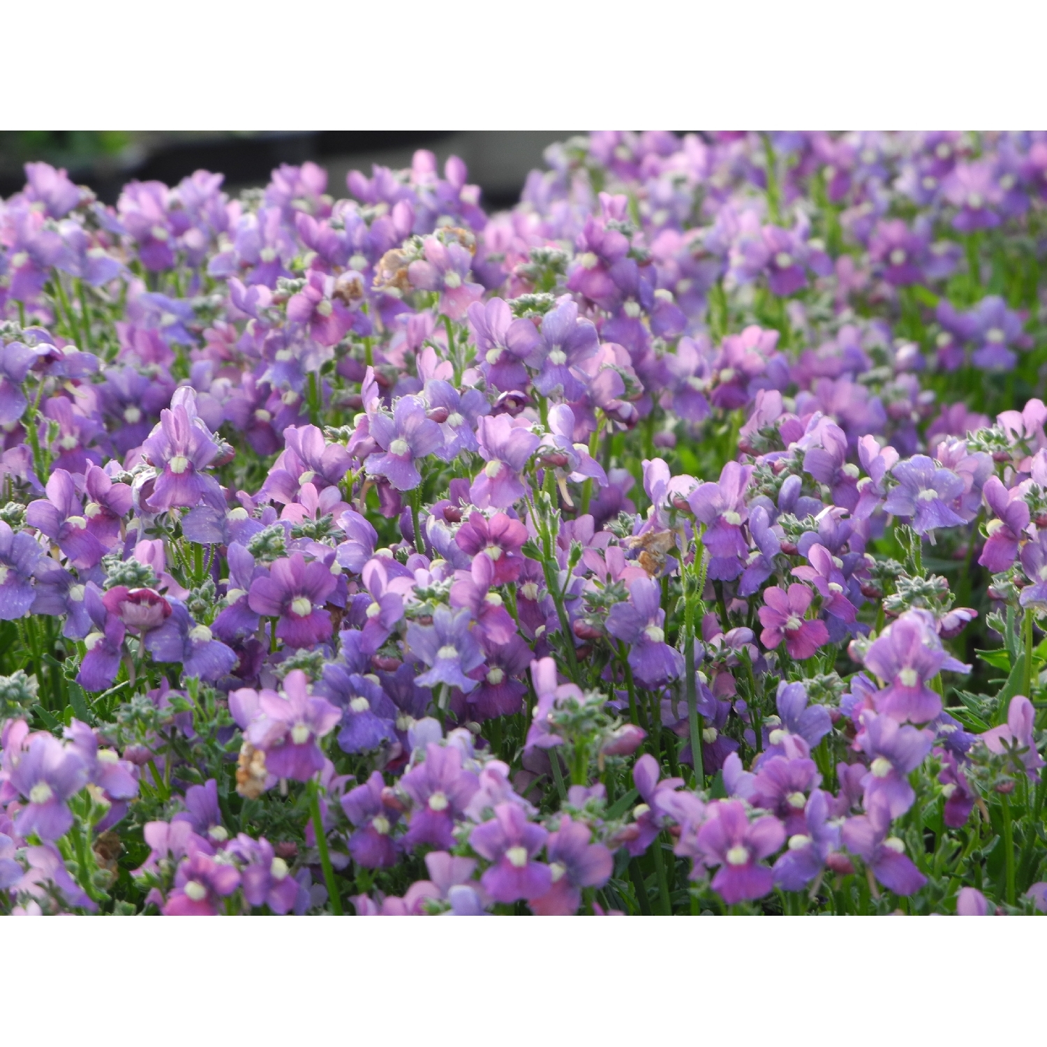 Nemesia Pixie Storm