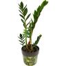 Zamioculcas 'ZZ Plant' 12cm