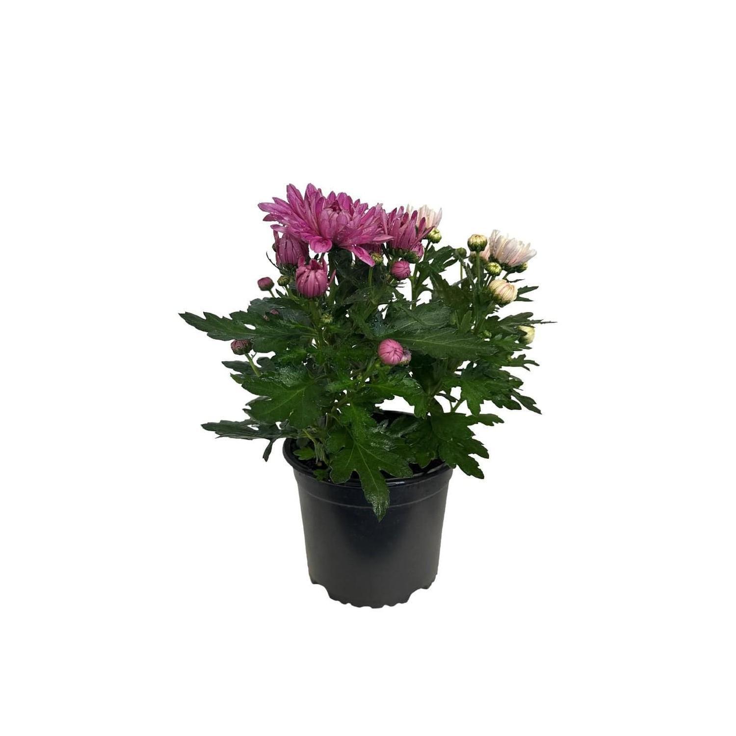 Chrysanthemum 14cm