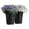 Lobelia