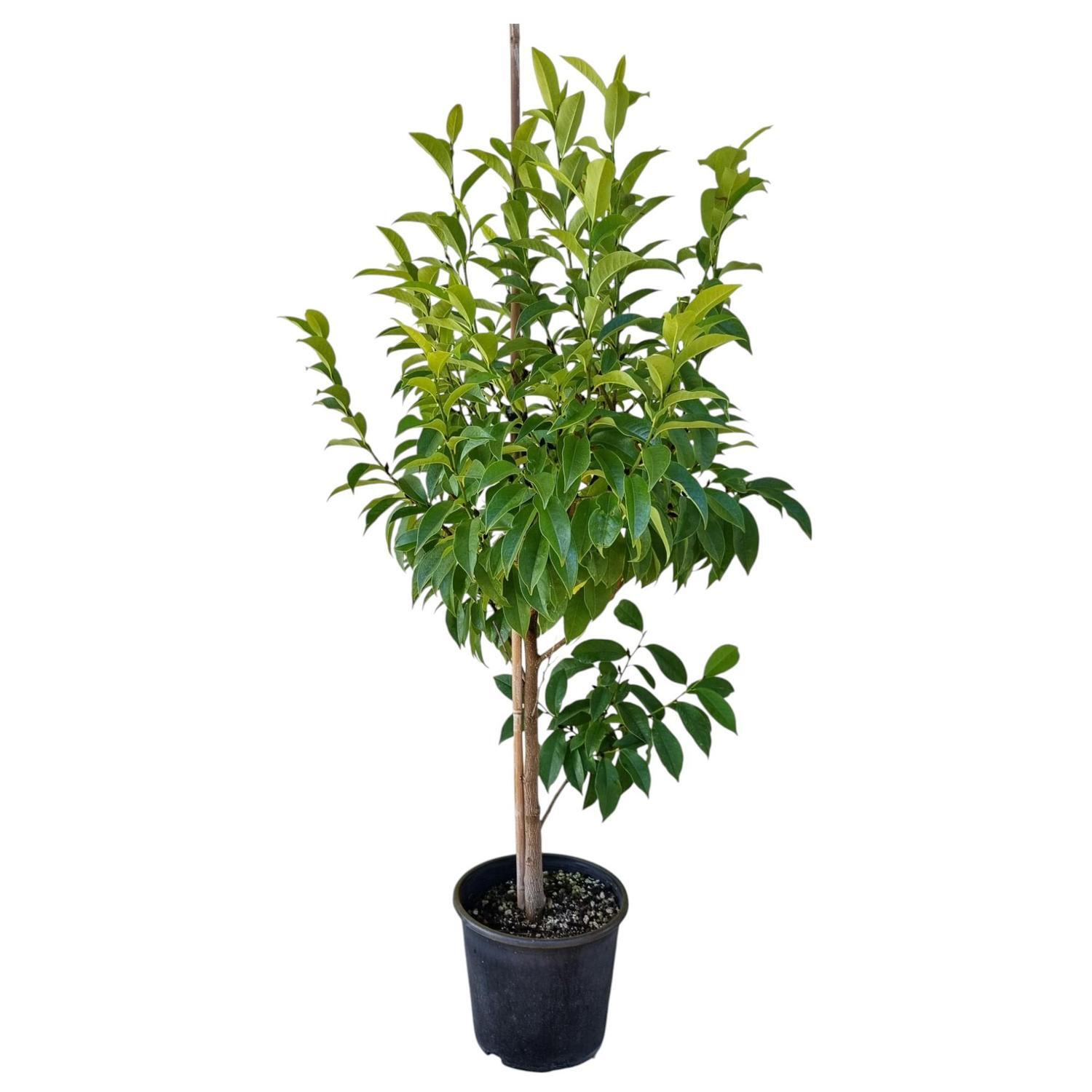 Michelia Mixed Up Miss  8.5L