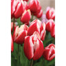 Tulip Single Leen Pack of 5