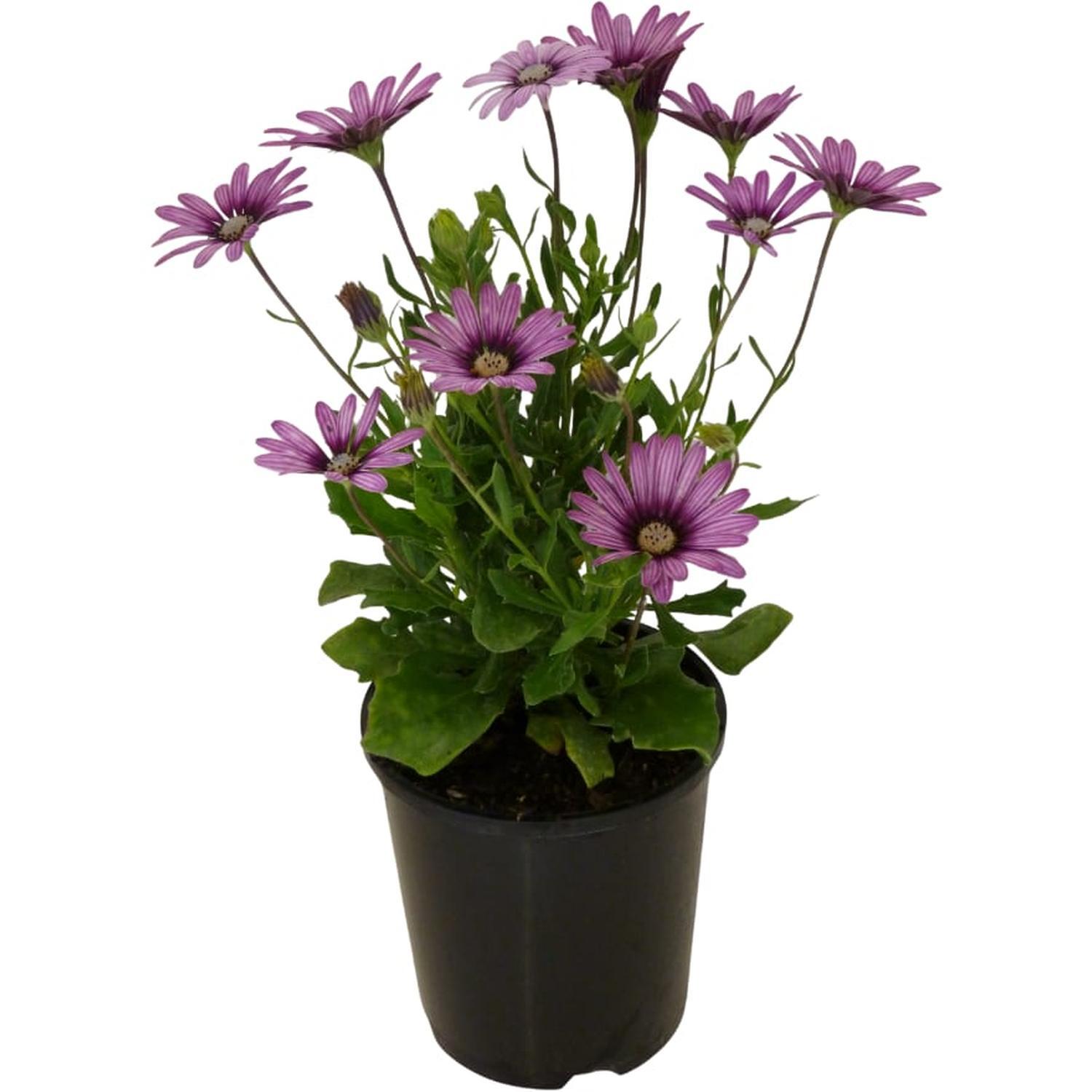 Cape Daisy Eye Catcher
