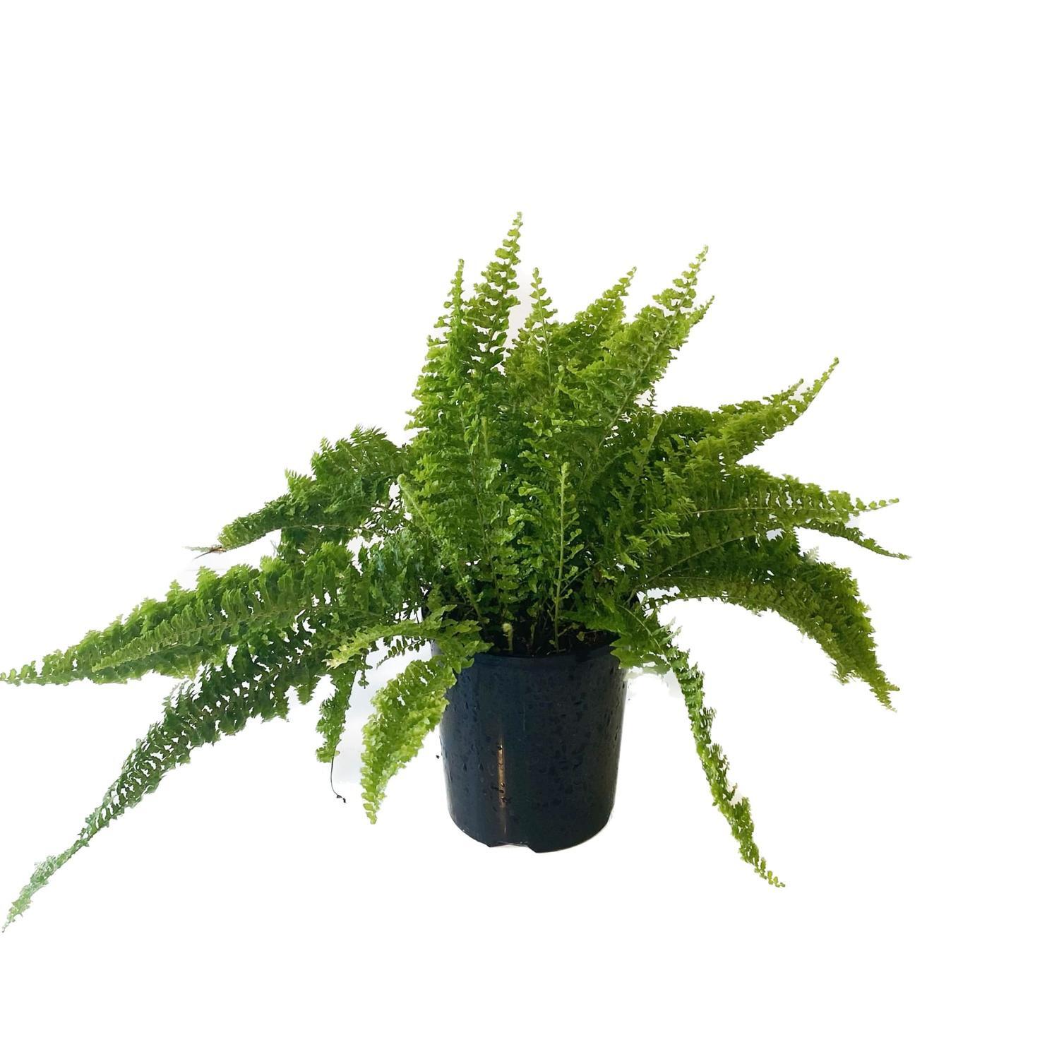 Nephrolepis  12cm