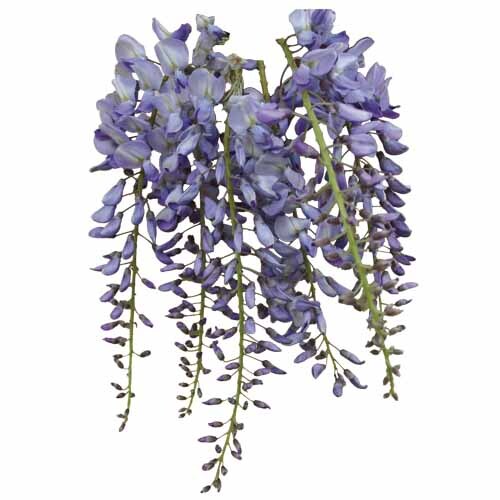 Wisteria floribunda Black Dragon