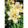 Lily Oriental Tiger Moon Pack of 1