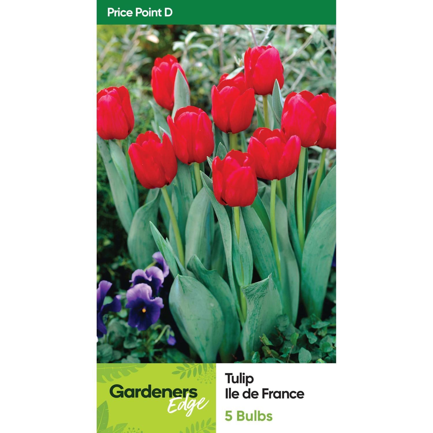 Tulip Ile De France Pack of 5