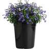 Lobelia