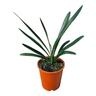 Clivia Santa Barbara 3.3L