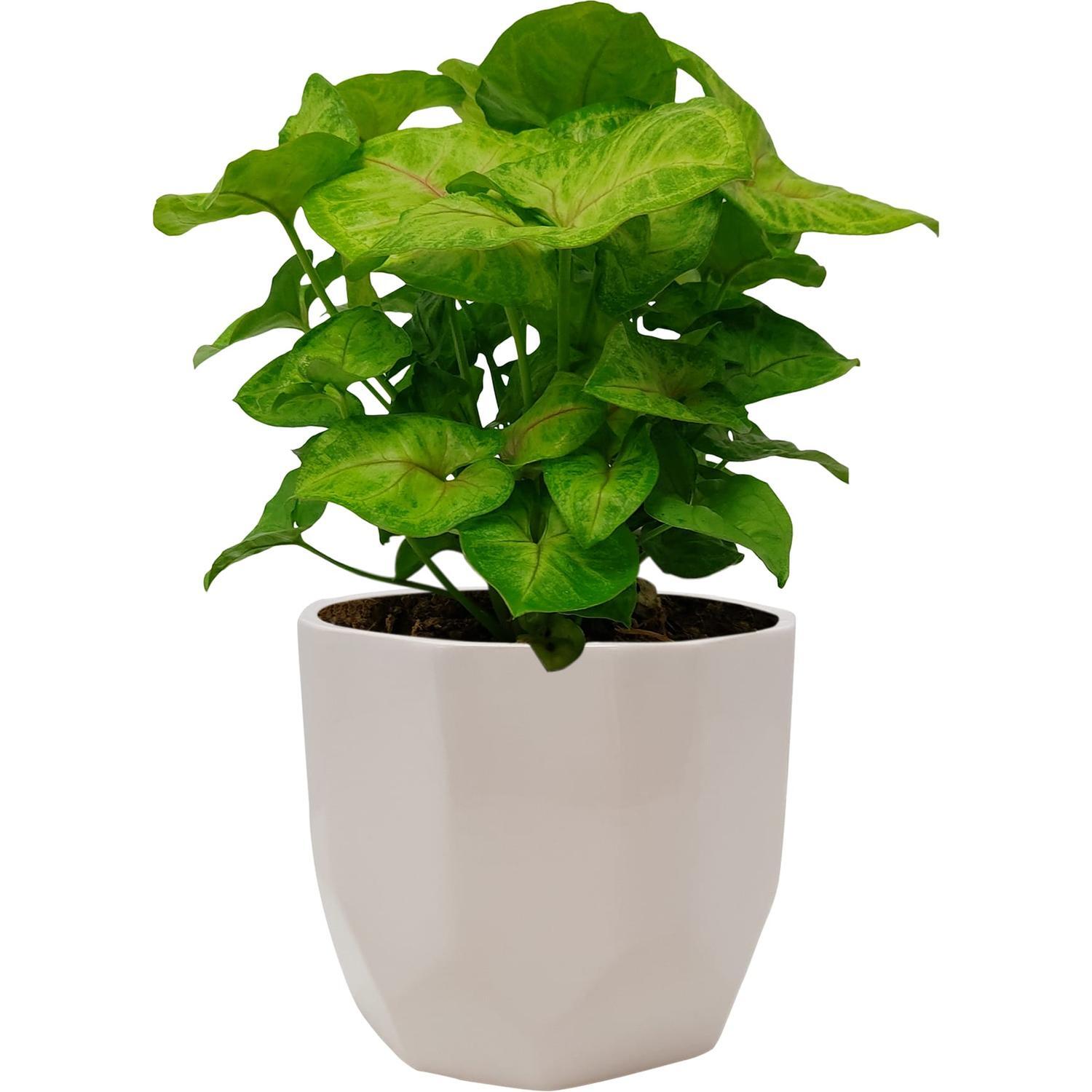 Syngonium Neon in Ceramic Pot