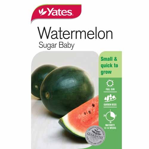 Watermelon Sugar baby