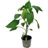Capsicum Mighty Bite Orange