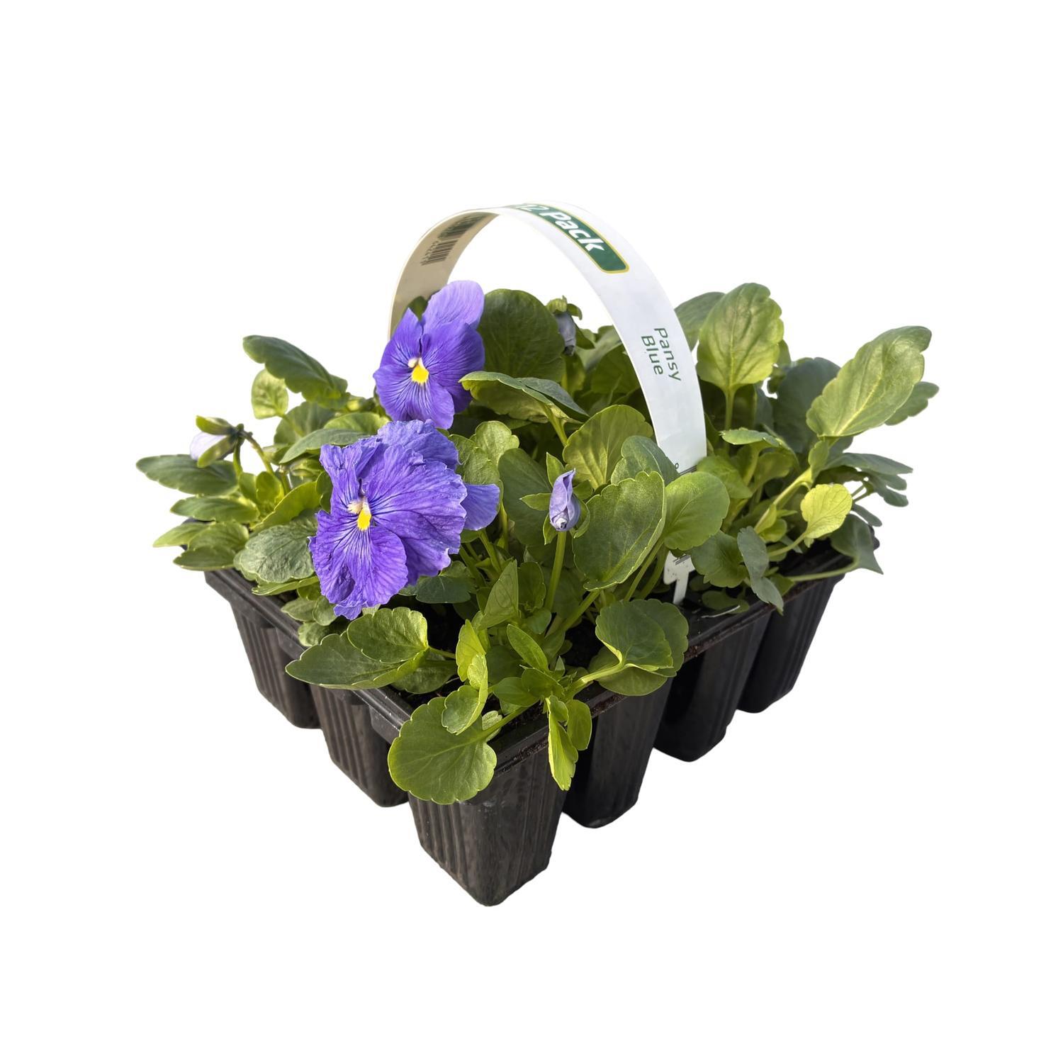 Pansy Blue  14 Pack