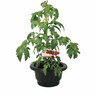 Gourmet Campari Tomato Patio Planter