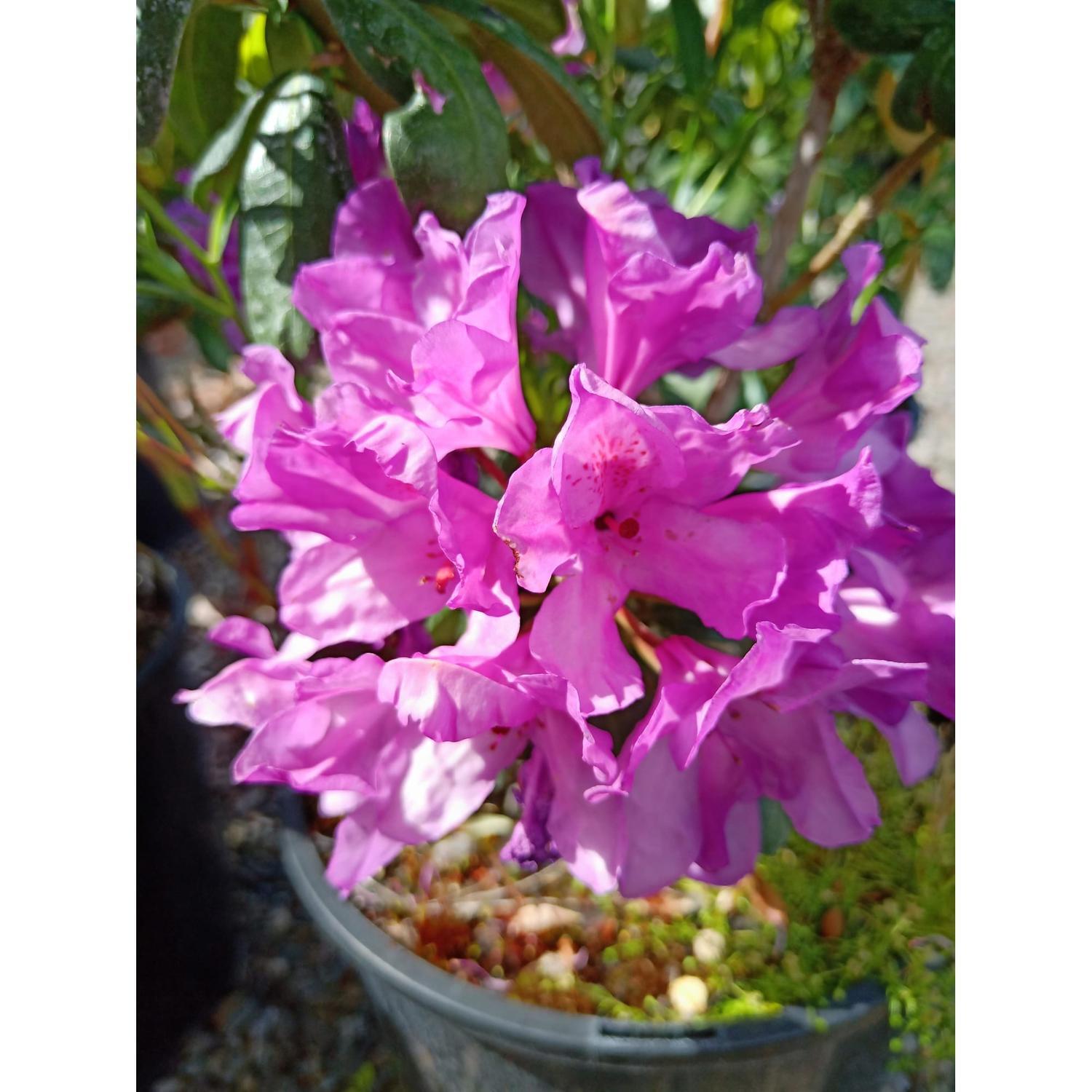 Rhododendron Daphnoides
