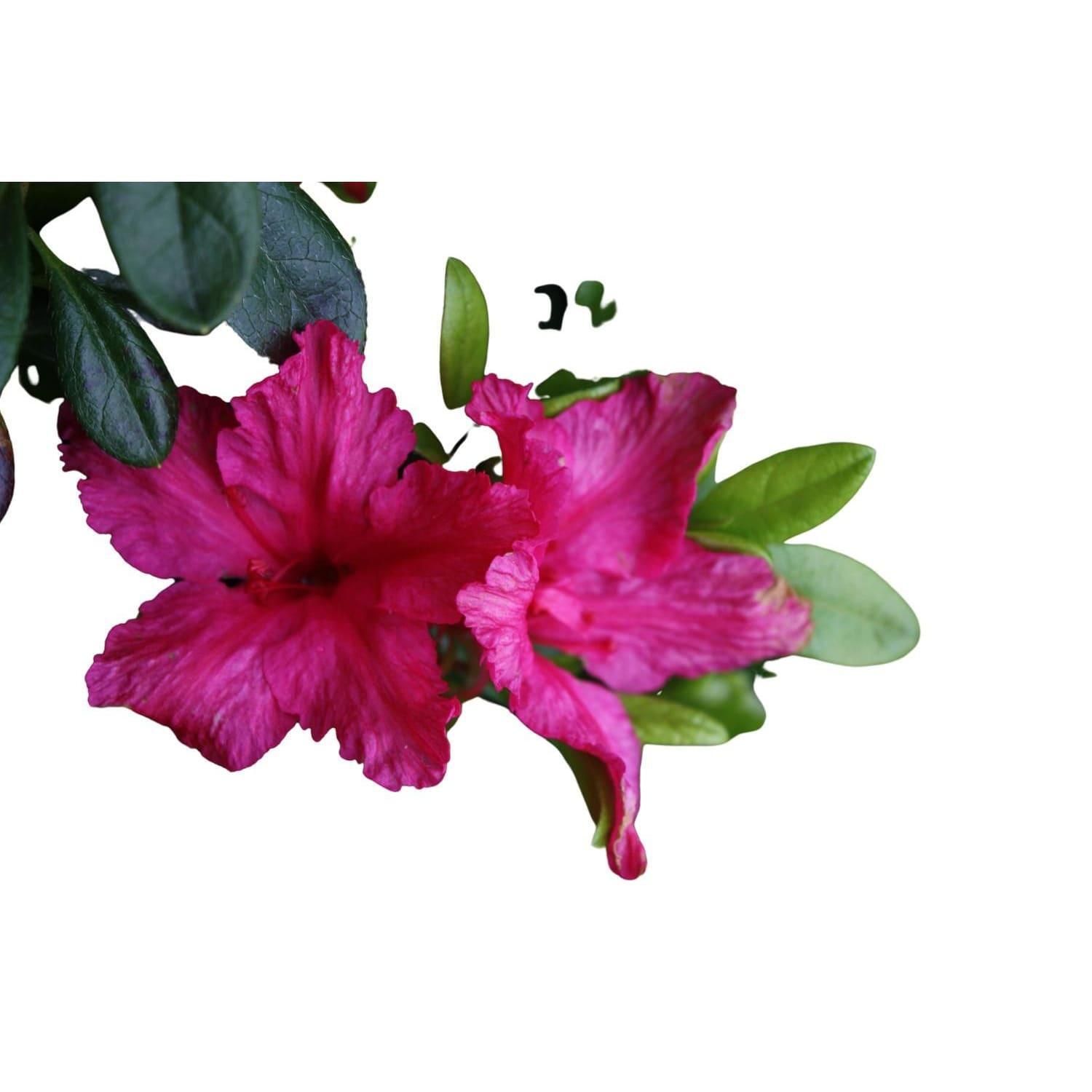 Azalea