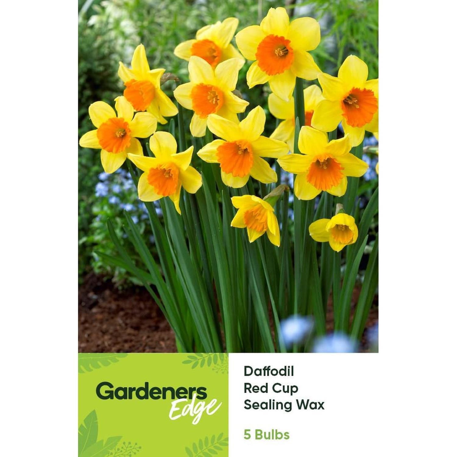 Daffodil Sealing Wax 5 Pack