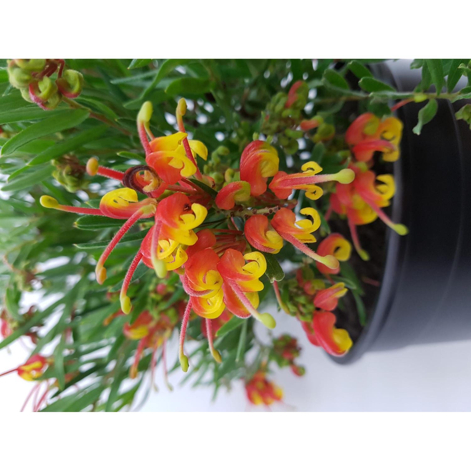 Grevillea Bonnie Prince Charlie