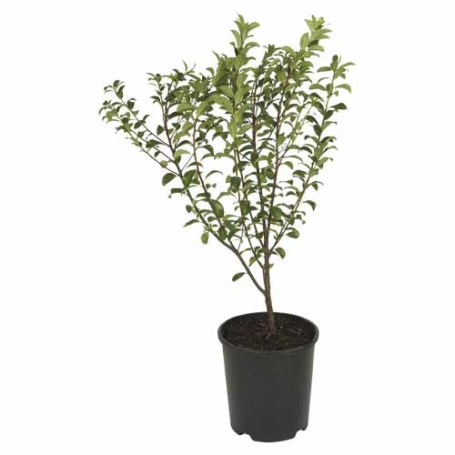 Pittosporum Mountain Green