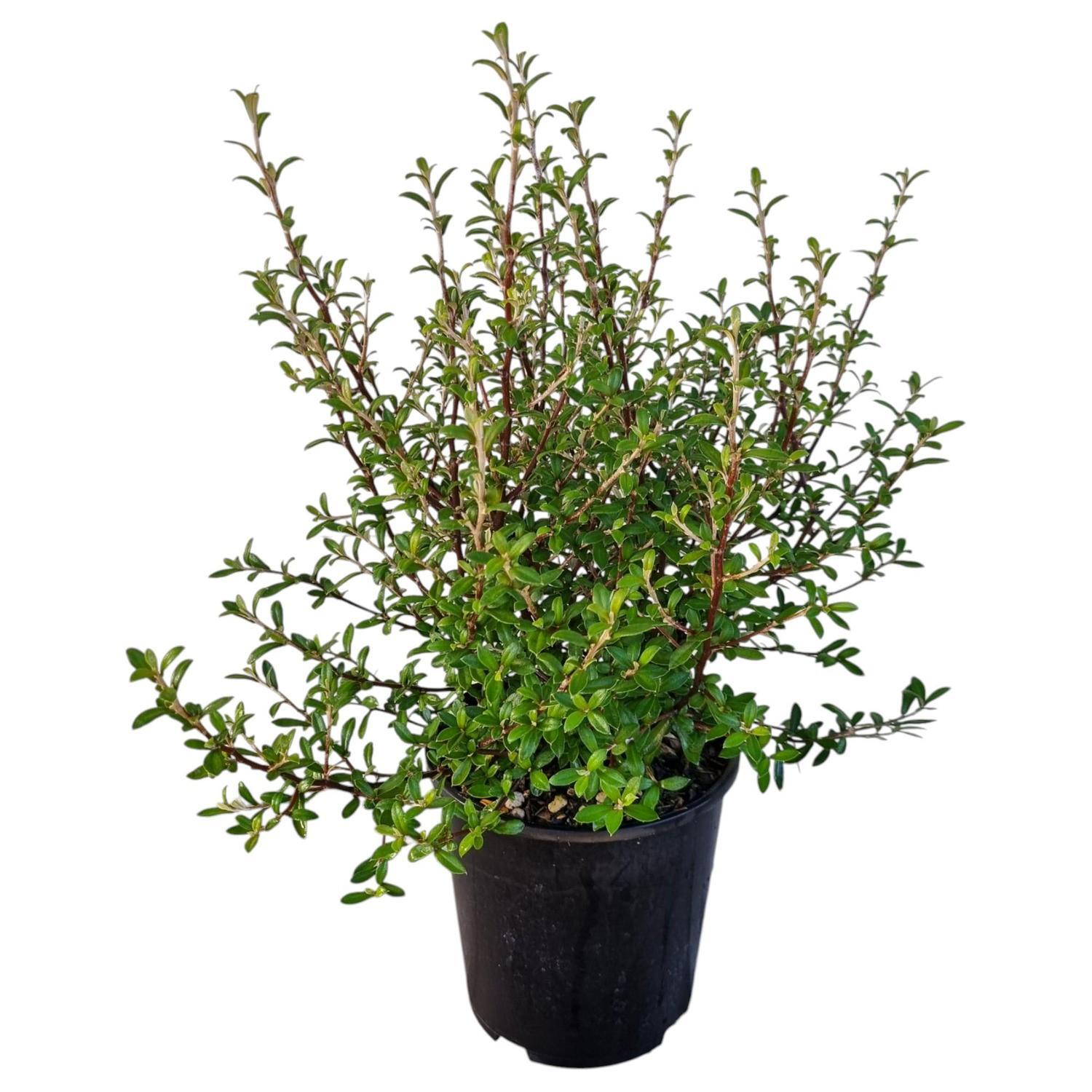 Corokia Geentys Ghost 2L