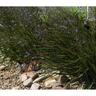 Dianella Revelation