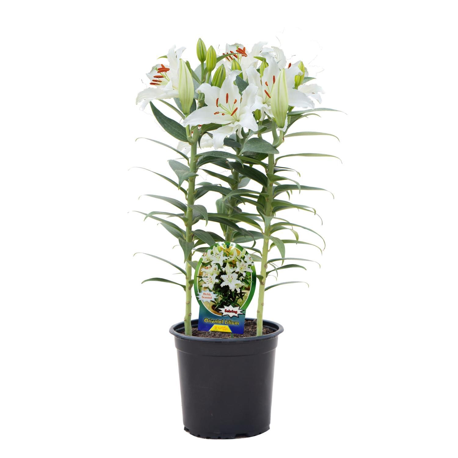 Lily Oriental Sebring Plain Pot 15cm