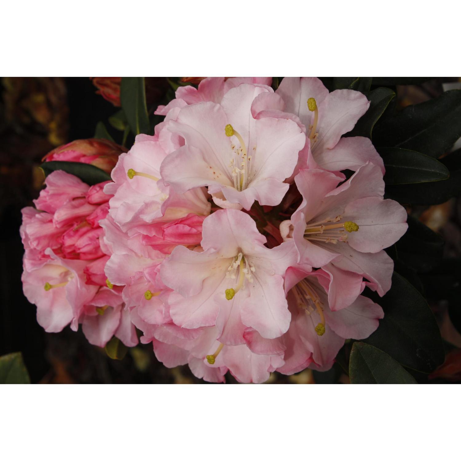 Rhododendron Primary Pink