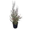 Leptospermum 'Tea Tree' Crimson Glory 4L