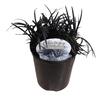 Ophiopogon Short Black