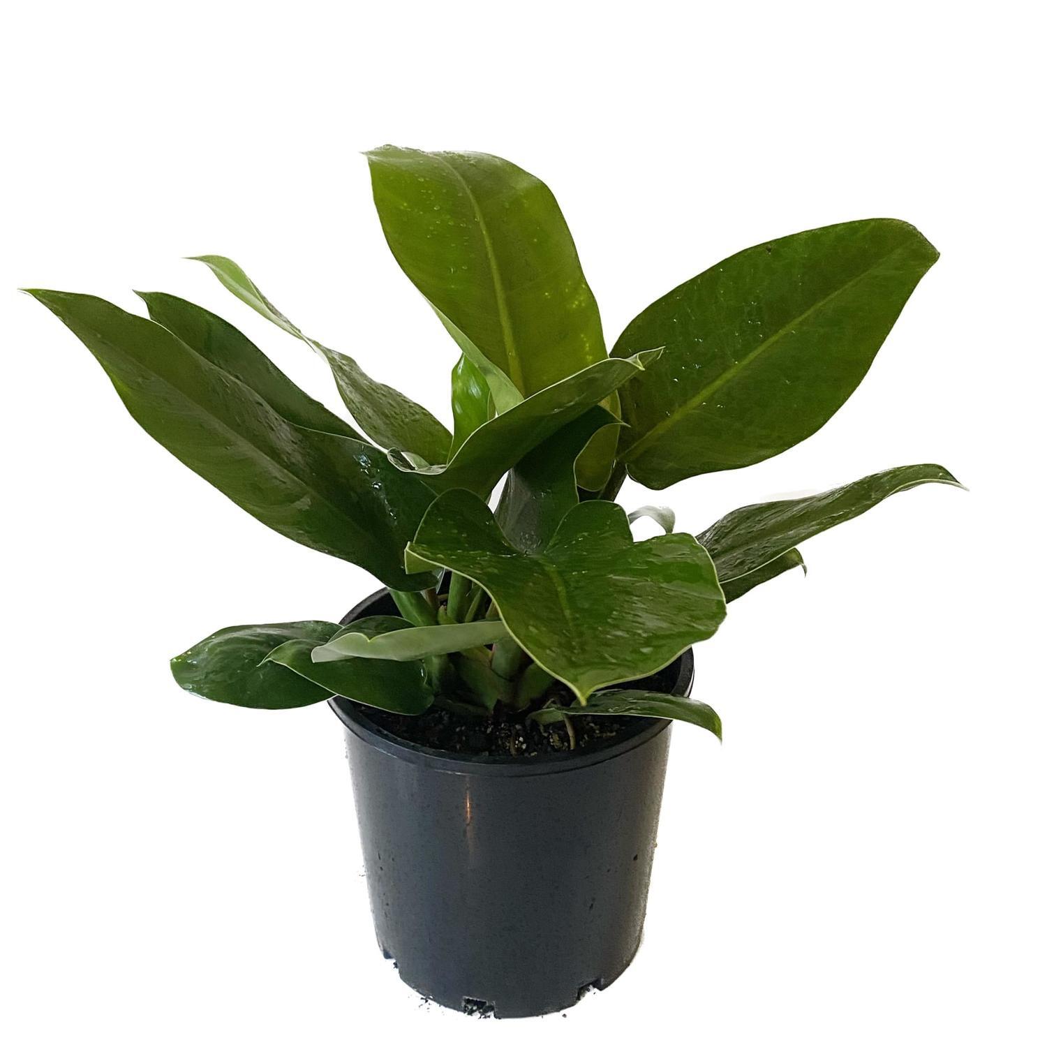 Philodendron Imperial Green 20cm