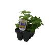 Delphinium Magic Fountain Pack of 6 Mix