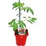 Grafted Tomato Beefsteak