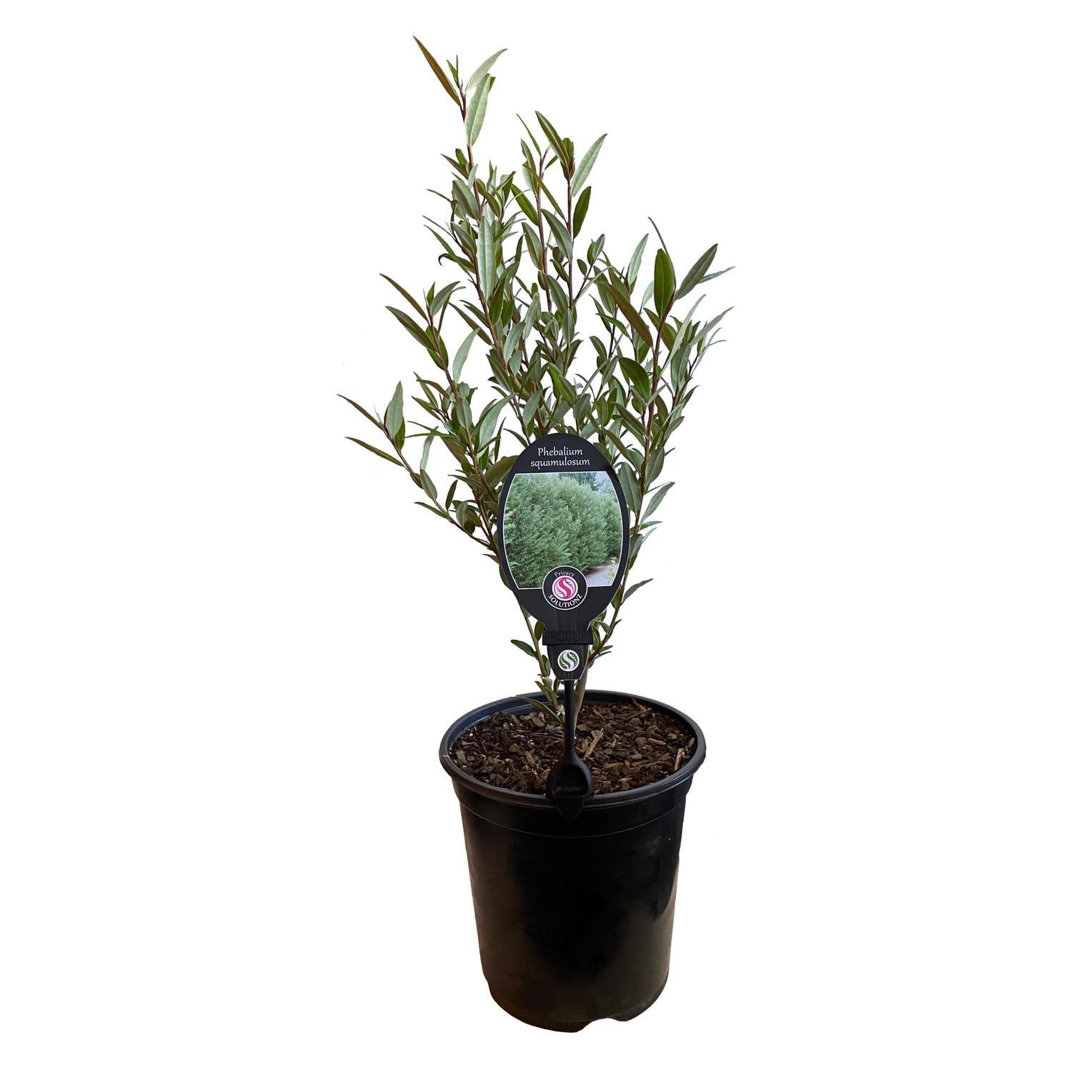 Phebalium Squamulosum