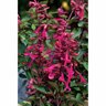 Salvia Wendy's Wish