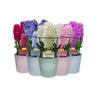 Gift Wrapped Hyacinth