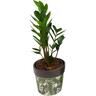 Zamioculcas 'ZZ Plant' 12cm