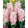 Hyacinth 'Lady Derby'