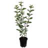 Cornus alba Sibirica 3.3 litre