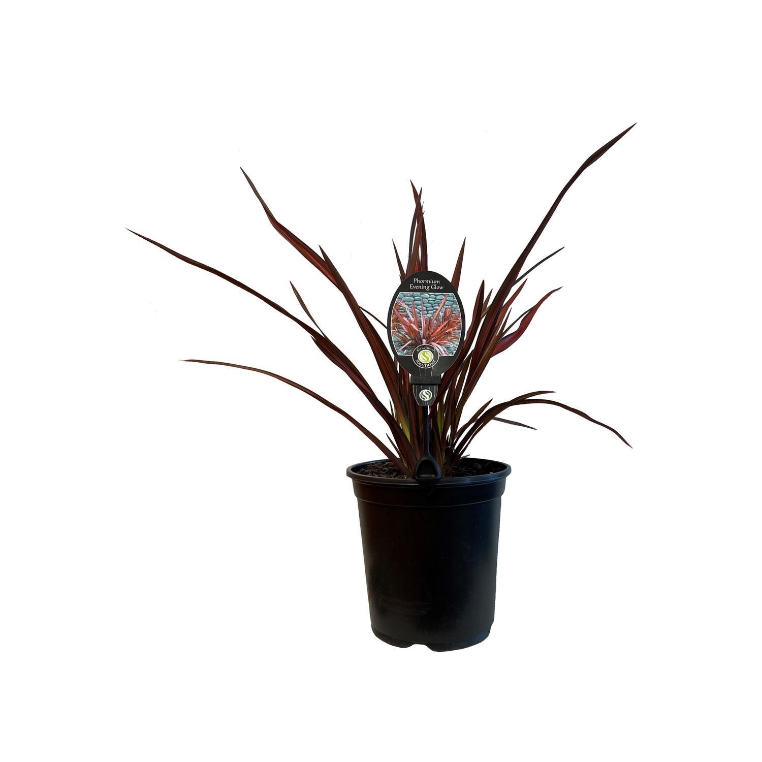 Phormium Evening Glow