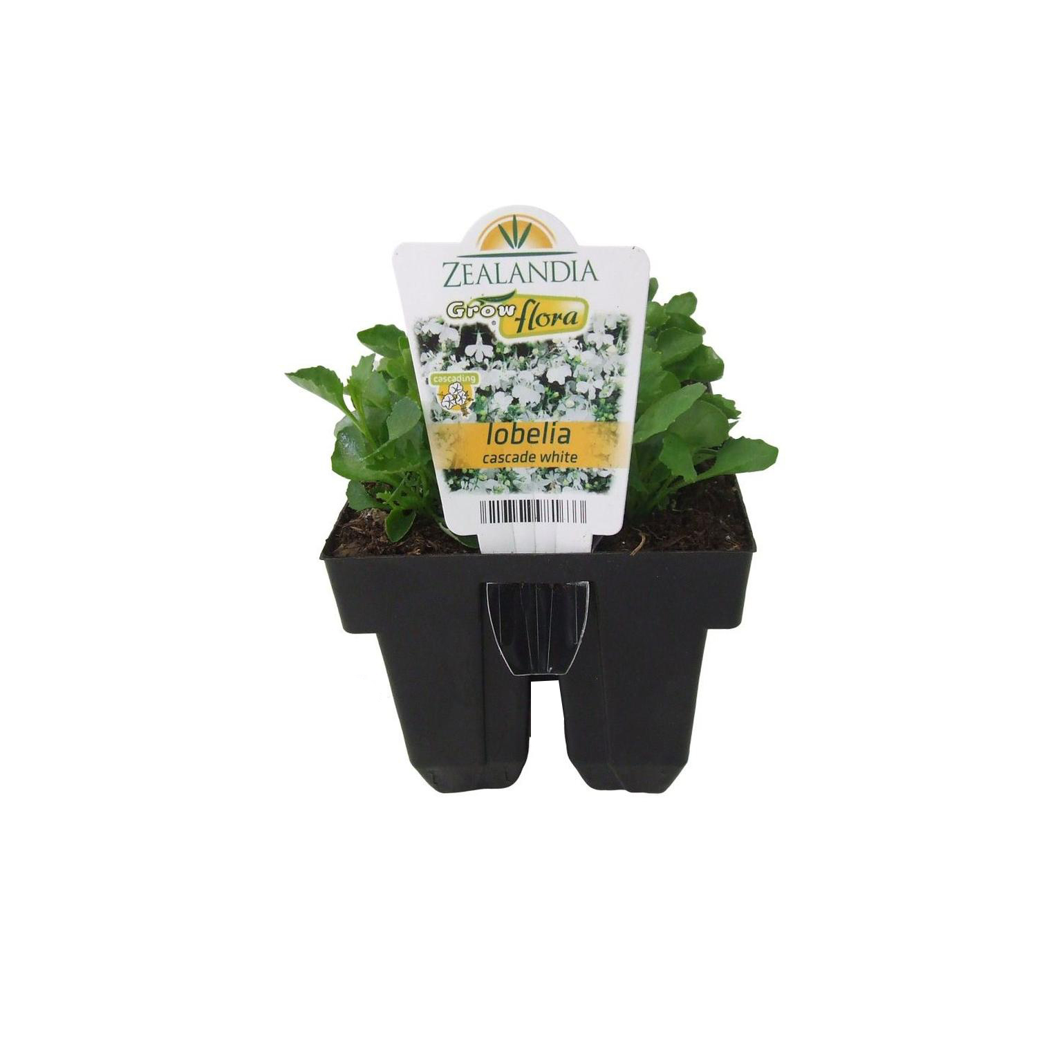 Lobelia Cascade