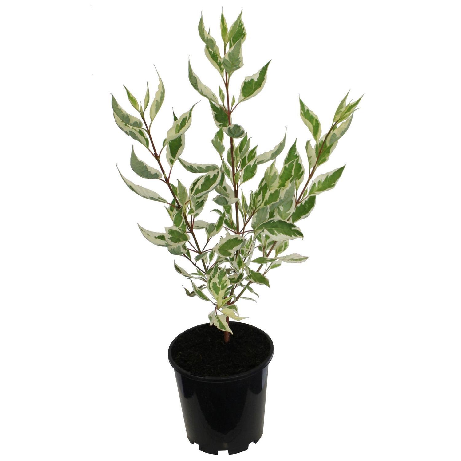 Cornus alba Elegantissima 3.3 litre