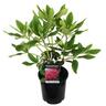 Rhododendron 'Markeeta's Prize'