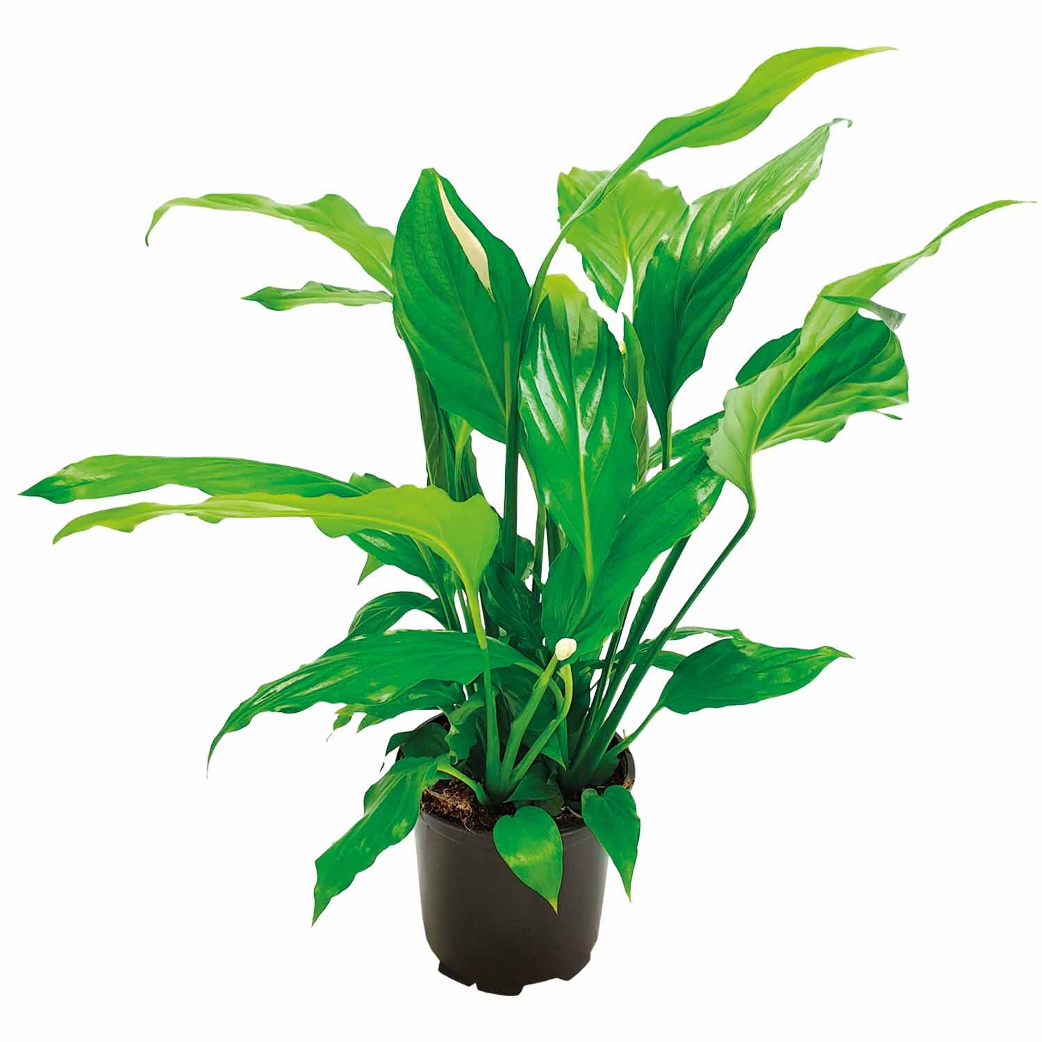 Spathiphyllum 'Peace Lily' 10.5cm
