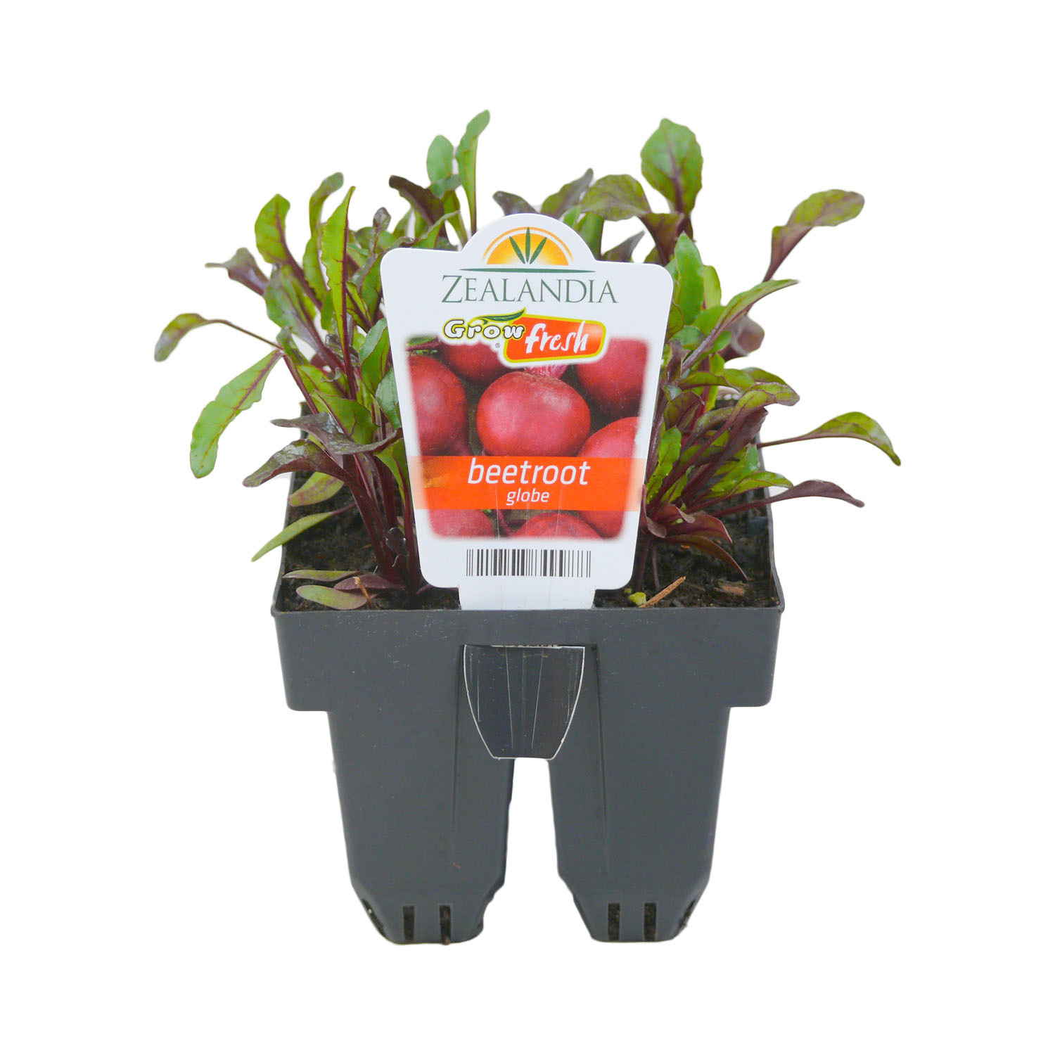 Beetroot Globe