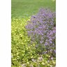 Nemesia Bluebird